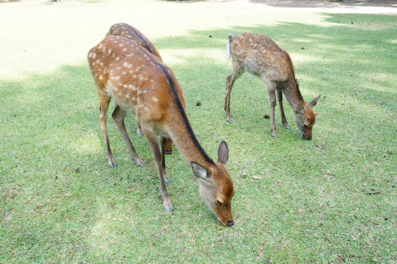 奈良　奈良公園　鹿